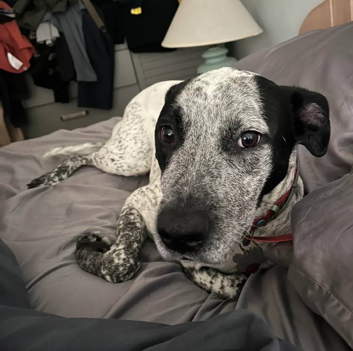 Un Catahoula Heeler allongé et portant un collier autour du cou