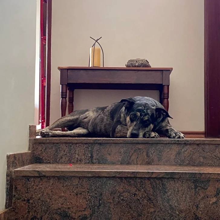 Un Catahoula Heeler allongé et regardant vers la caméra 