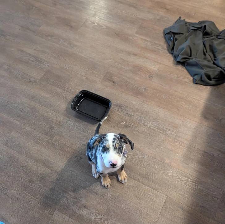 Un Catahoula Heeler assis sur un plancher et regardant vers la caméra 