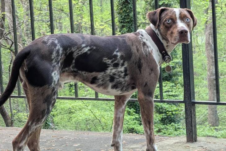 Un Catahoula Heeler sur une surface bétonnée et portant un collier autour du cou