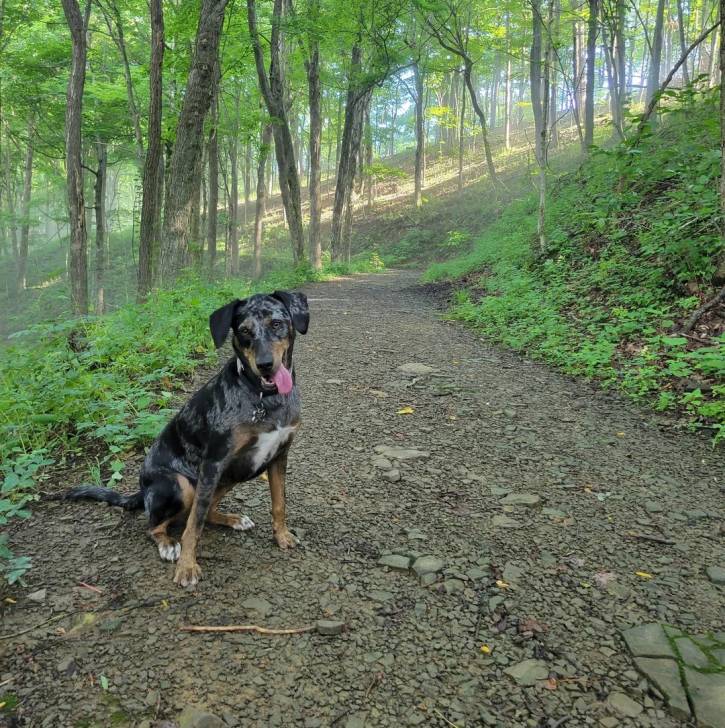 Un Catahoula Heeler ayant la langue pendante et portant un collier autour du cou