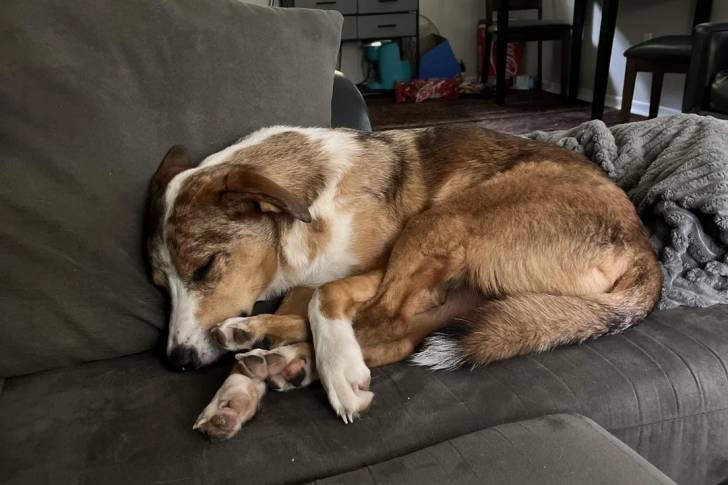 Un Catahoula Heeler allongé sur un canapé et semblant dormir 