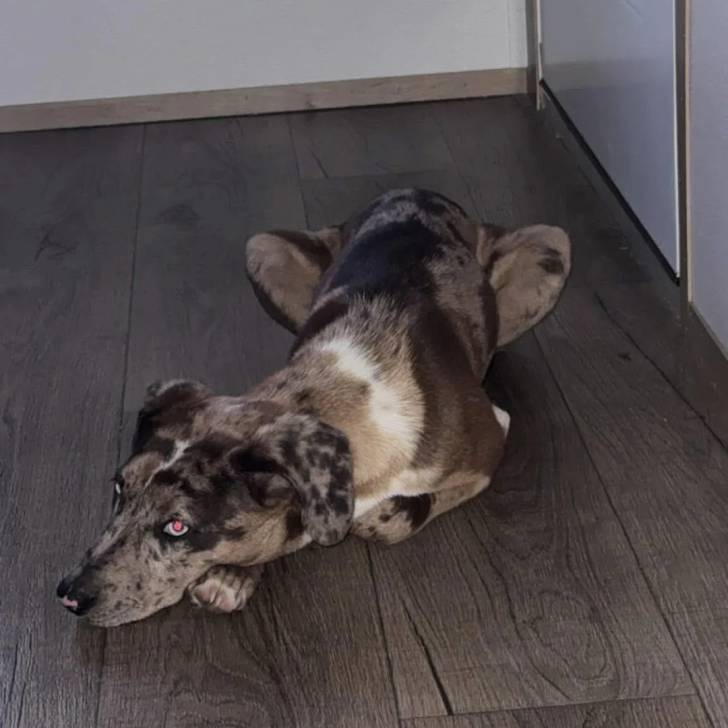 Un Catahoula Heeler allongé sur un plancher