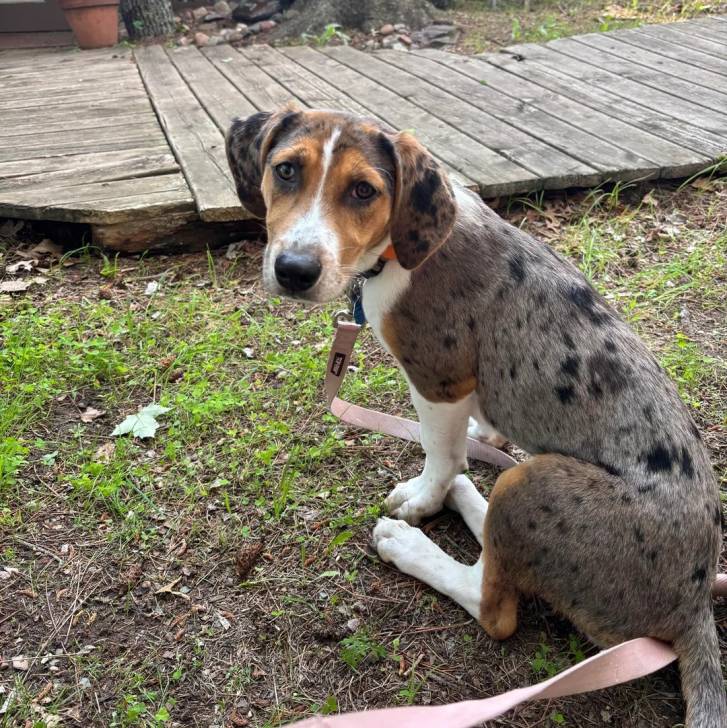 Un Catahoula Heeler assis sur un terrain herbeux et qui est tenu en laisse 