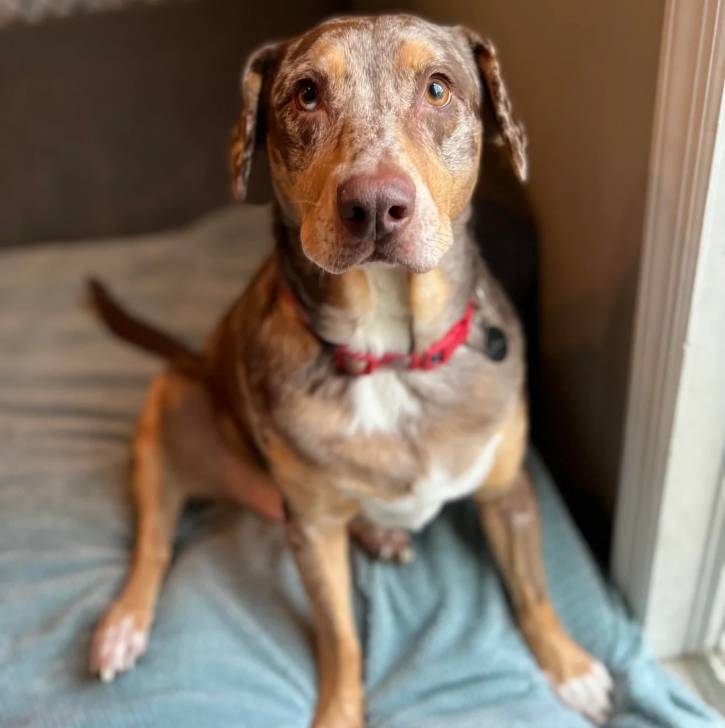 Un Catahoula Heeler assis sur un lit et portant un collier autour du cou