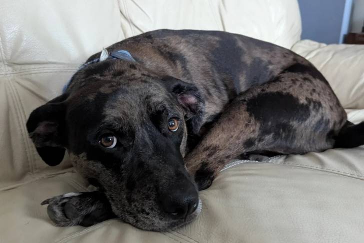 Un Catahoula Heeler allongé sur un canapé et portant un collier autour du cou