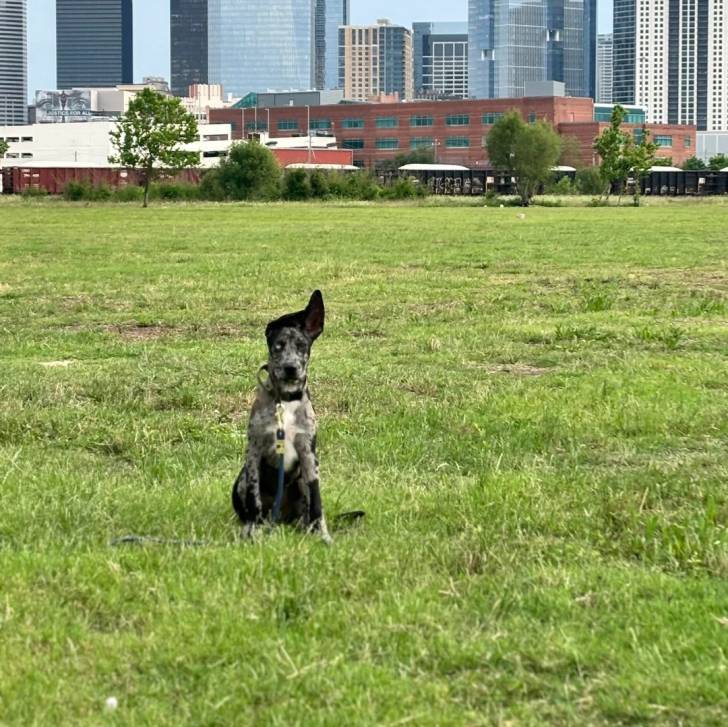 Un Catahoula Heeler assis sur une surface gazonnée et qui est tenu en laisse 
