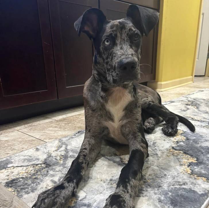Un Catahoula Heeler allongé sur un tapis et semblant détendu 