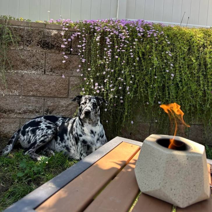 Un Catahoula Heeler allongé sur un terrain herbeux et regardant vers la caméra