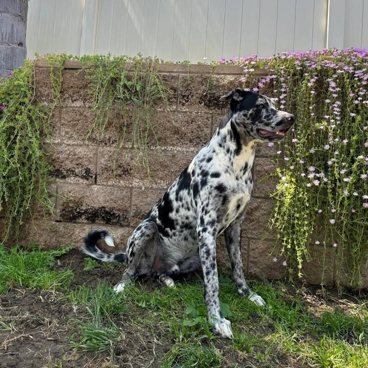 Un Catahoula Heeler assis sur un terrain herbeux 