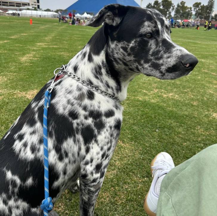 Un Catahoula Heeler assis sur une surface gazonnée et qui est tenu en laisse 