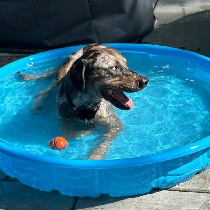 Un Catahoula Heeler allongé dans l'eau et portant un collier autour du cou