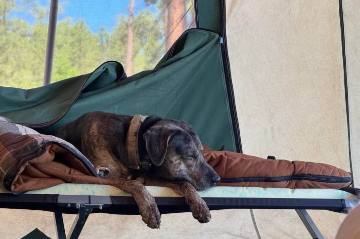 Un Catahoula Heeler allongé et portant un collier autour du cou