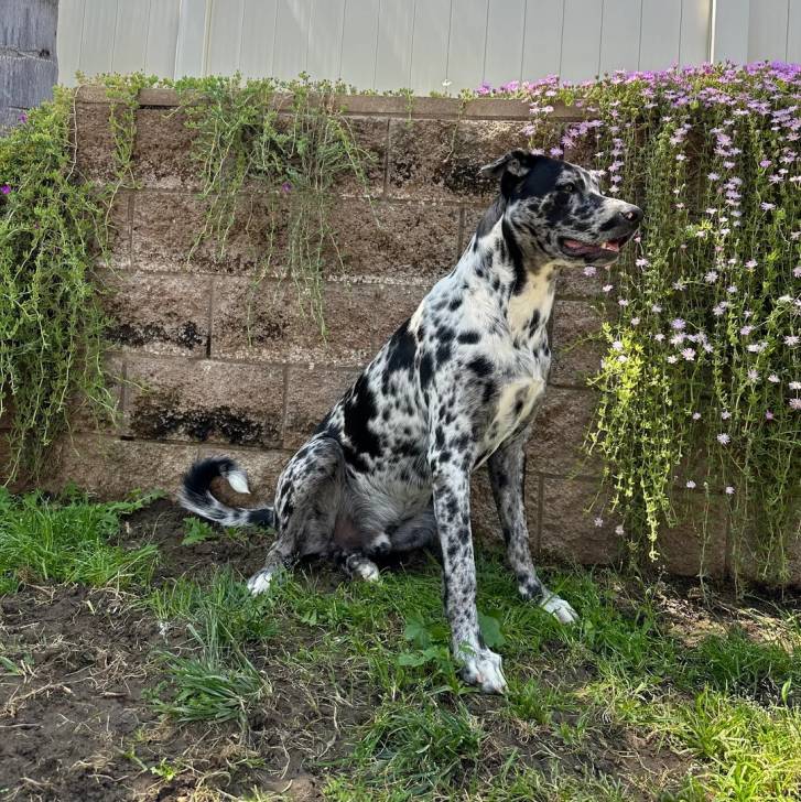 Un Catahoula Heeler assis sur un terrain herbeux et semblant détendu 