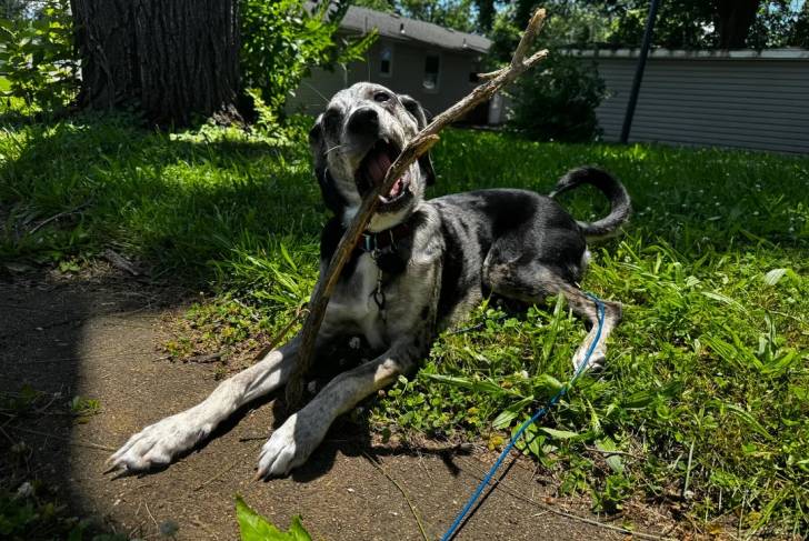Un Catahoula Heeler ayant un bâton dans sa gueule et qui est tenu en laisse 