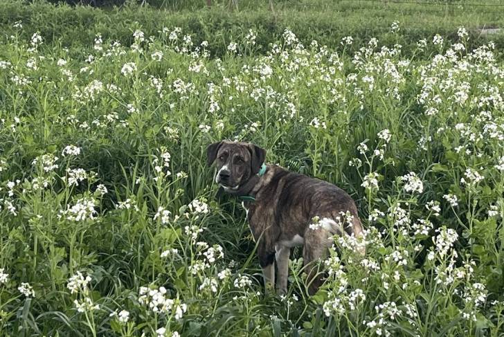 Un Catahoula Heeler sur un terrain herbeux et qui est tenu en laisse 