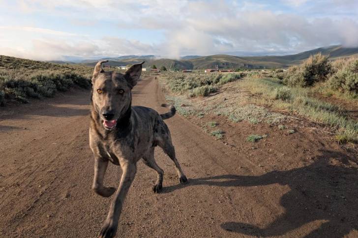Un Catahoula Heeler marchant sur une surface sableuse 