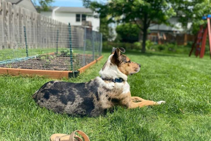 Un Catahoula Heeler allongé sur une surface gazonnée et portant un collier autour du cou