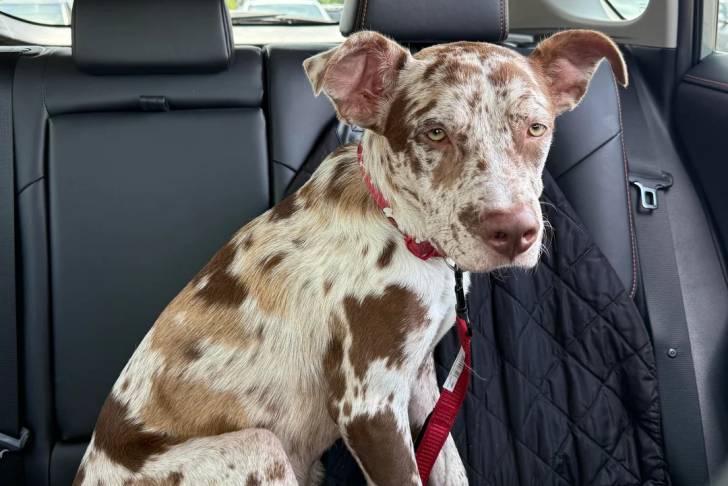 Un Catahoula Heeler assis sur la banquette arrière d'un véhicule et qui est tenu en laisse
