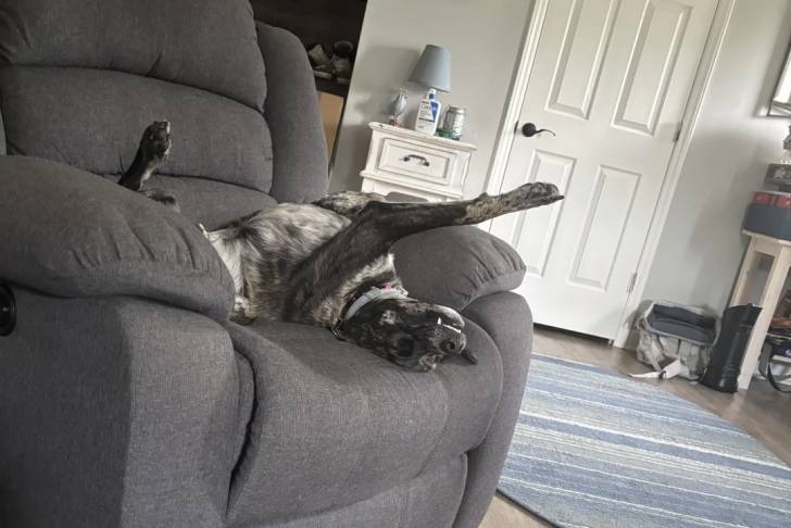 Un Catahoula Heeler allongé sur le dos et portant un collier autour du cou