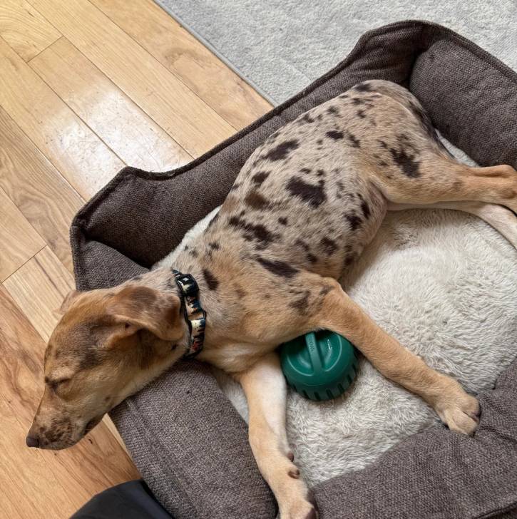 Un Catahoula Heeler allongé dans un panier et portant un collier autour du cou