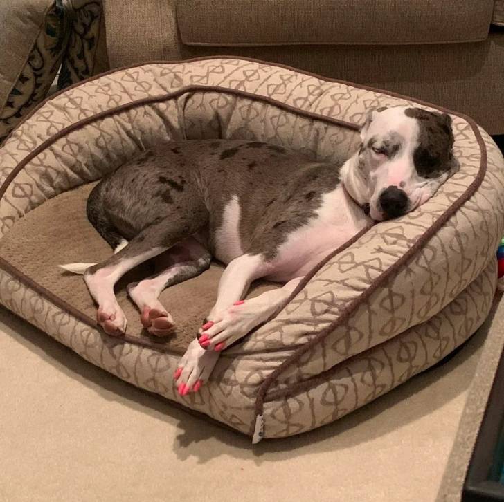 Un Catahoula Heeler allongé dans un panier et semblant dormir  