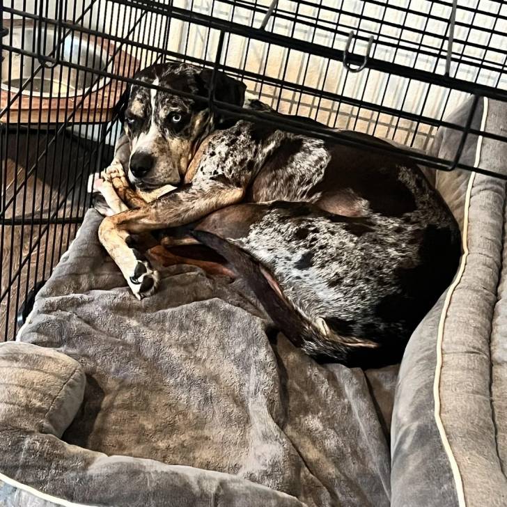 Un Catahoula Heeler allongé dans une cage 