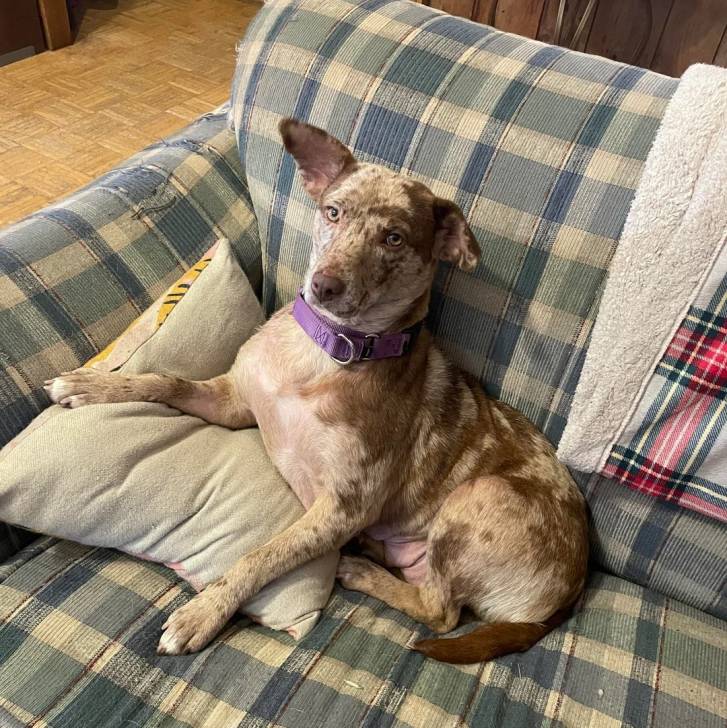 Un Catahoula Heeler allongé sur un canapé et portant un collier autour du cou