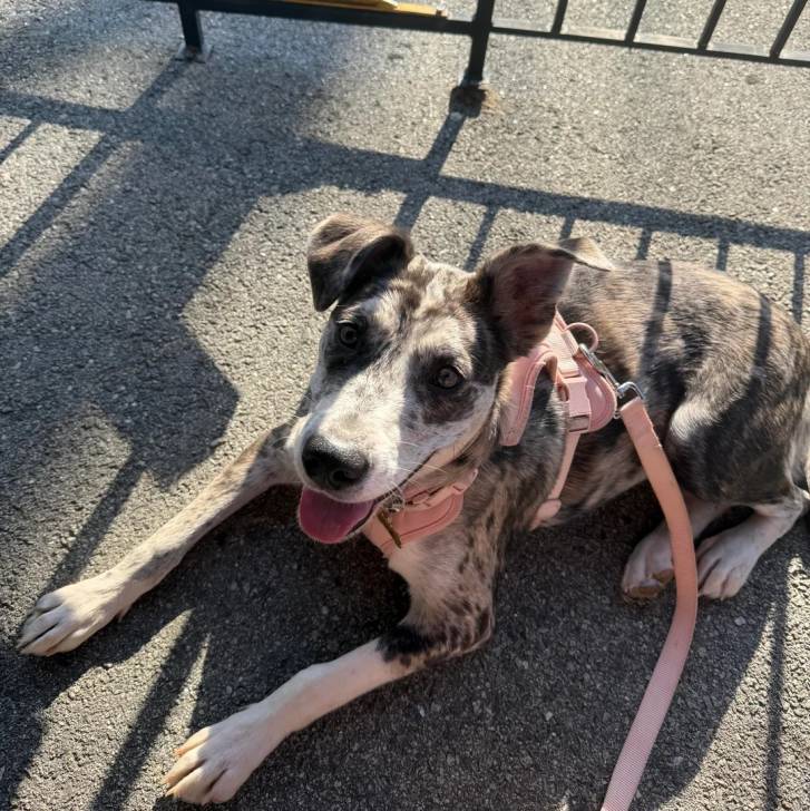 Un Catahoula Heeler sur une surface bétonnée et qui est tenu en laisse 