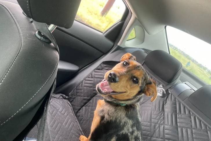 Un Catahoula Heeler assis dans une voiture et portant un collier autour du cou