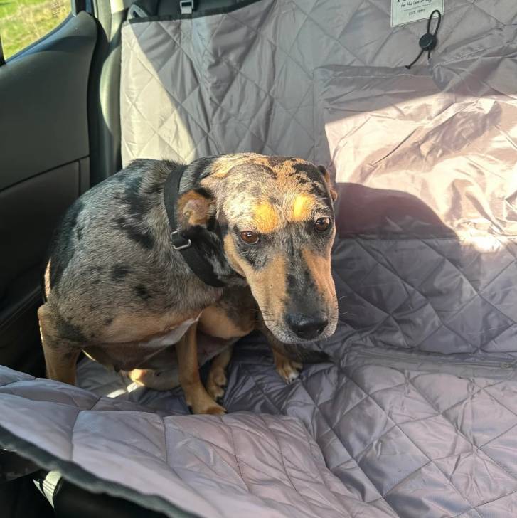 Un Catahoula Heeler assis sur la banquette arrière d'une voiture et portant un collier autour du cou