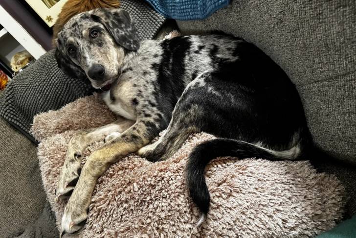 Un Catahoula Heeler allongé sur un canapé et portant un collier autour du cou