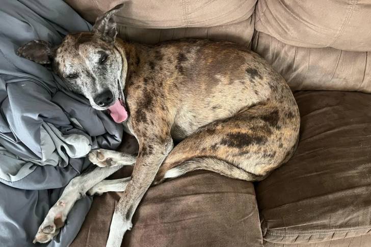 Un Catahoula Heeler allongé sur un canapé et regardant vers la caméra 
