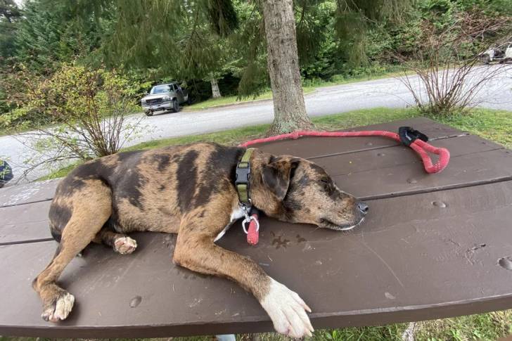 Un Catahoula Heeler allongé sur une table en bois et qui est tenu en laisse 