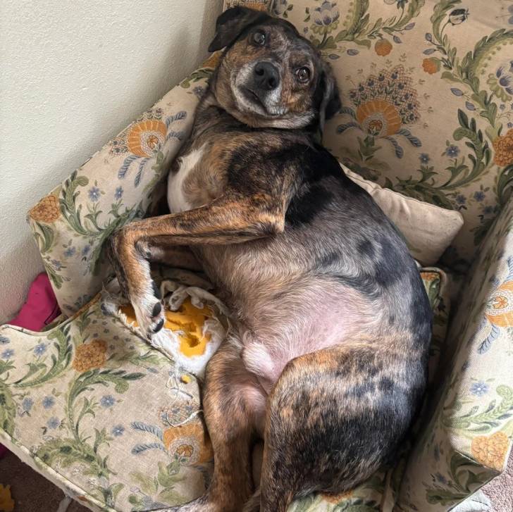 Un Catahoula Heeler allongé sur un fauteuilet semblant détendu 