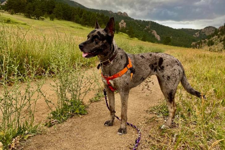 Un Catahoula Heeler tirant la langue et qui est tenu en laisse 