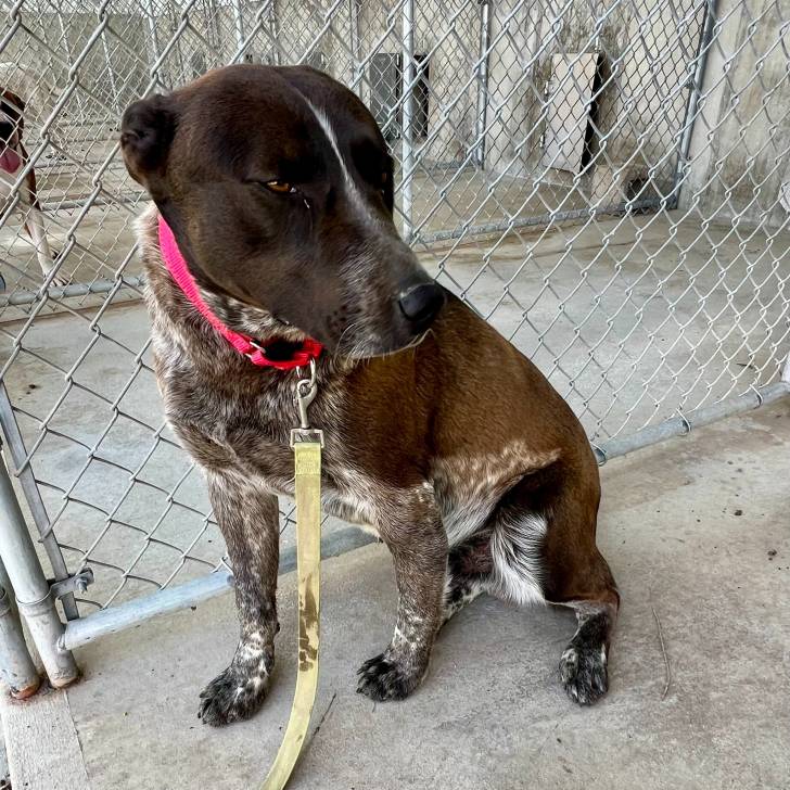 Un Catahoula Heeler assis sur une surface bétonnée et qui est tenu en laisse 