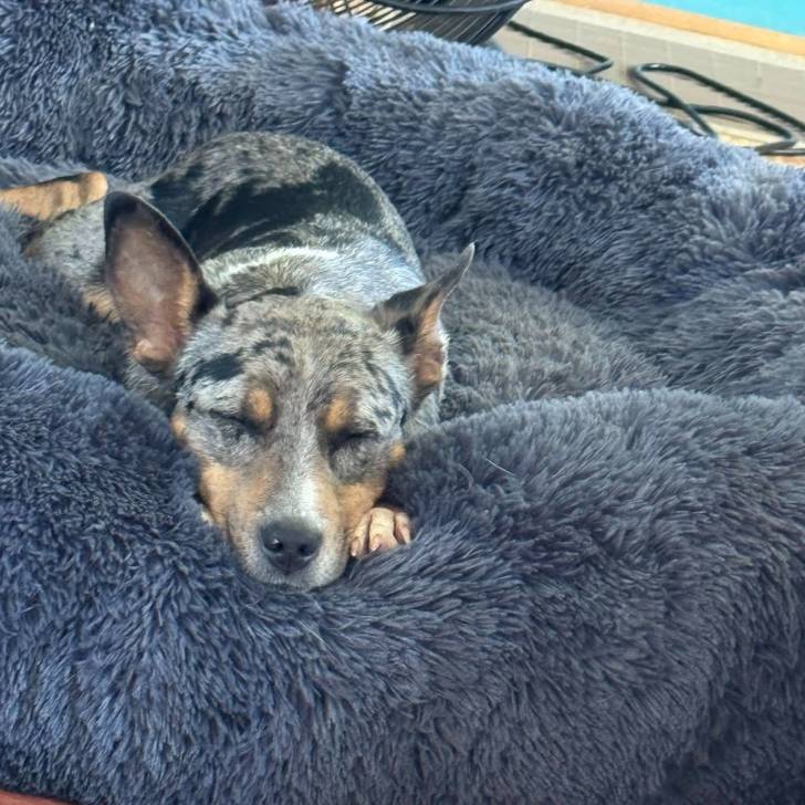 Un Catahoula Heeler allongé dans un panier et semblant détendu 