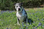 Un Catahoula Heeler assis sur un terrain herbeux et portant un collier autour du cou