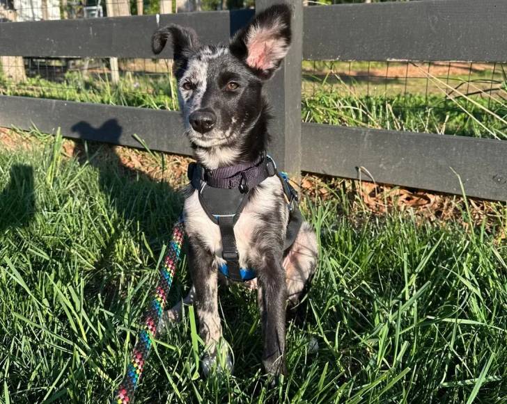 Un Catahoula Heeler assis sur un terrain herbeux et qui est tenu en laisse 