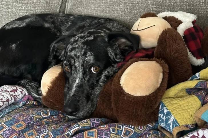 Un Catahoula Heeler allongé sur un canapé et semblant détendu 