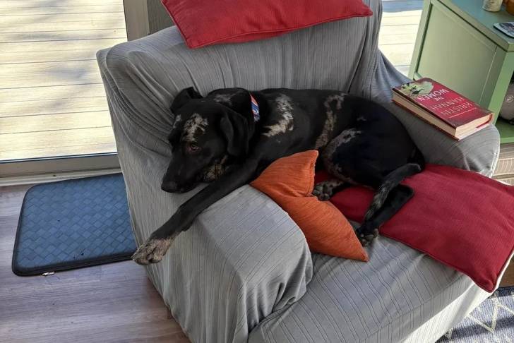 Un Catahoula Heeler allongé sur un fauteuil et portant un collier autour du cou