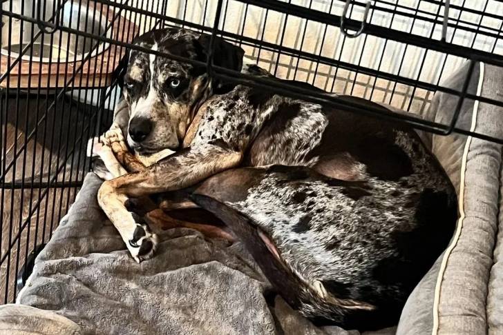 Un Catahoula Heeler allongé dans une cage 
