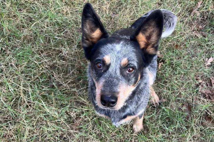 Un Catahoula Heeler assis sur une surface herbacée