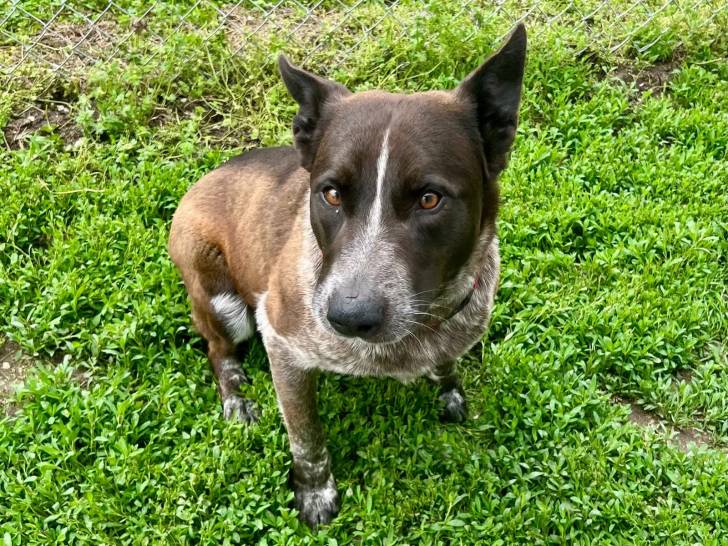 Un Catahoula Heeler assis sur un terrain herbeux et regardant vers la caméra