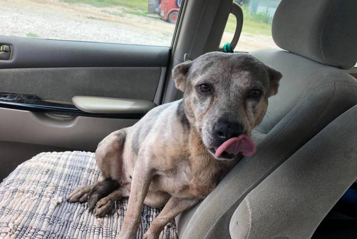 Un Catahoula Heeler assis sur le siège d'une voiture et léchant son museau