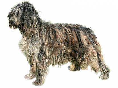 Photo Berger de Bergame