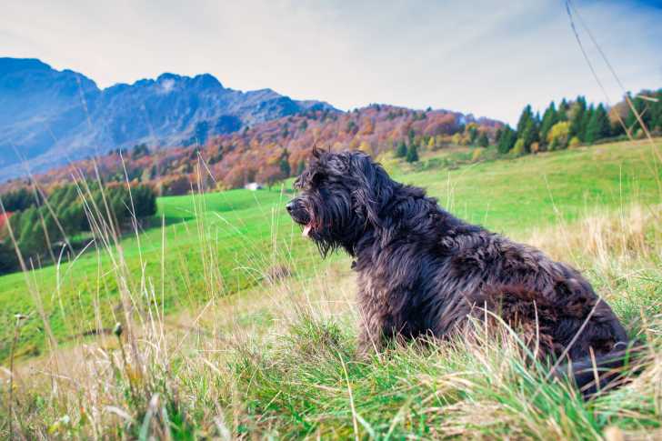 Photo Berger de Bergame