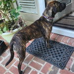 Un Labahoula au pelage bicolore, debout sur ses quatre pattes et portant un collier autour du cou 