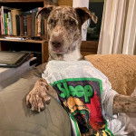 Un Labahoula au pelage tricolore, assis dans un canapé et portant un habit pour chien